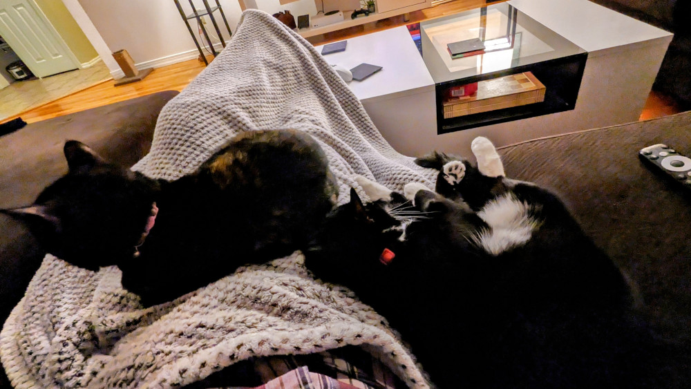 Sophie and Bear laying on some blankets